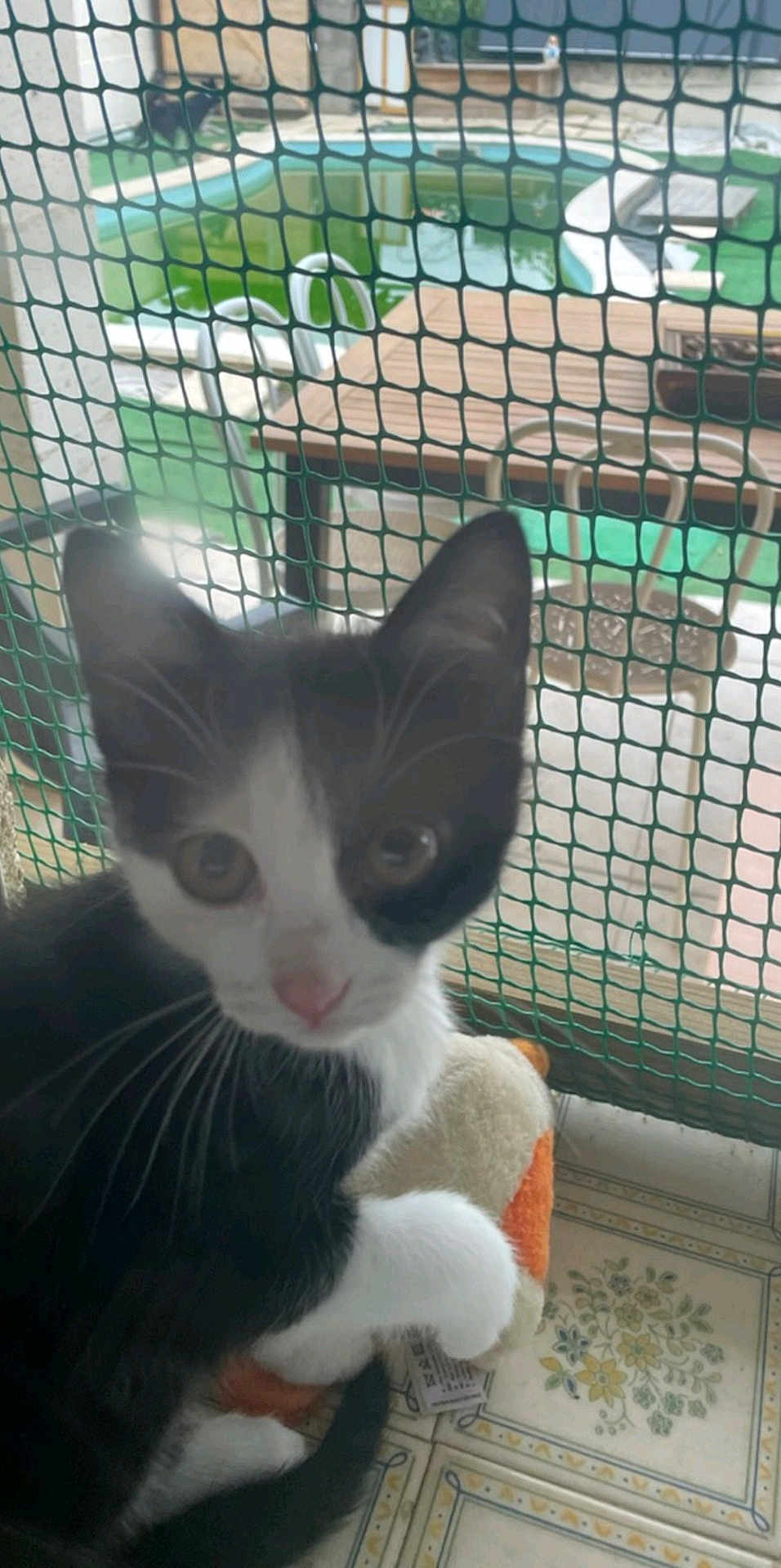 Panda a rejoint le concours — aidez-le/la à gagner de superbes lots ! kitten, cat, black_and_white, toy, mesh_screen, curious, indoor, floor_tiles, pet, animal, whiskers, close_up, young, playful, fur, ears, nose, paws, tail, background