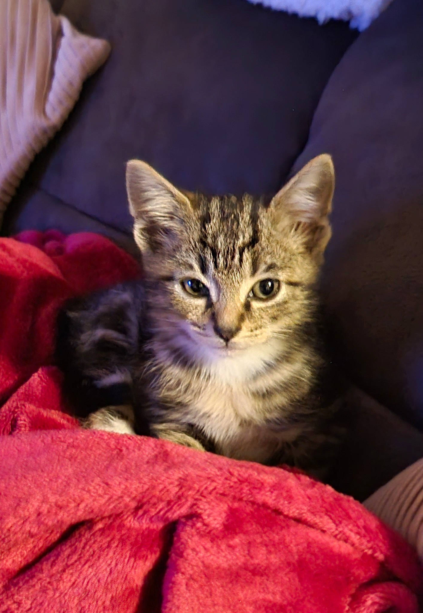 Kaos is registered to the contest to win money with this photo: carnivore, cat, cat_supply, claw, comfort, domestic_short_haired_cat, felidae, fur, linens, paw, sitting, small_to_medium_sized_cats, snout, terrestrial_animal, whiskers, wildlife