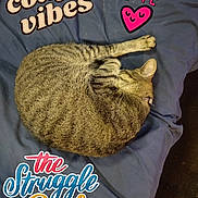 Babygirl joined the competition — help win amazing prizes! animal, bed, blanket, blue, cat, cozy, curled_up, cute, cute_text, feline, fur, heart, indoor, nap, paw, pet, resting, sleeping, tabby, whiskers
