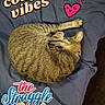 animal, bed, blanket, blue, cat, cozy, curled_up, cute, cute_text, feline, fur, heart, indoor, nap, paw, pet, resting, sleeping, tabby, whiskers