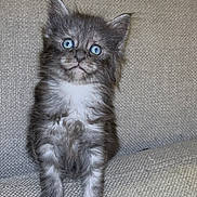Blu participe au concours pour gagner de l'argent avec cette photo : kitten, cat, gray_fur, white_fur, blue_eyes, sitting, couch, indoors, pet, animal, portrait, fluffy, cute, alert, front_view, whiskers, ears, paws, furniture, photography