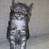 kitten, cat, gray_fur, white_fur, blue_eyes, sitting, couch, indoors, pet, animal, portrait, fluffy, cute, alert, front_view, whiskers, ears, paws, furniture, photography