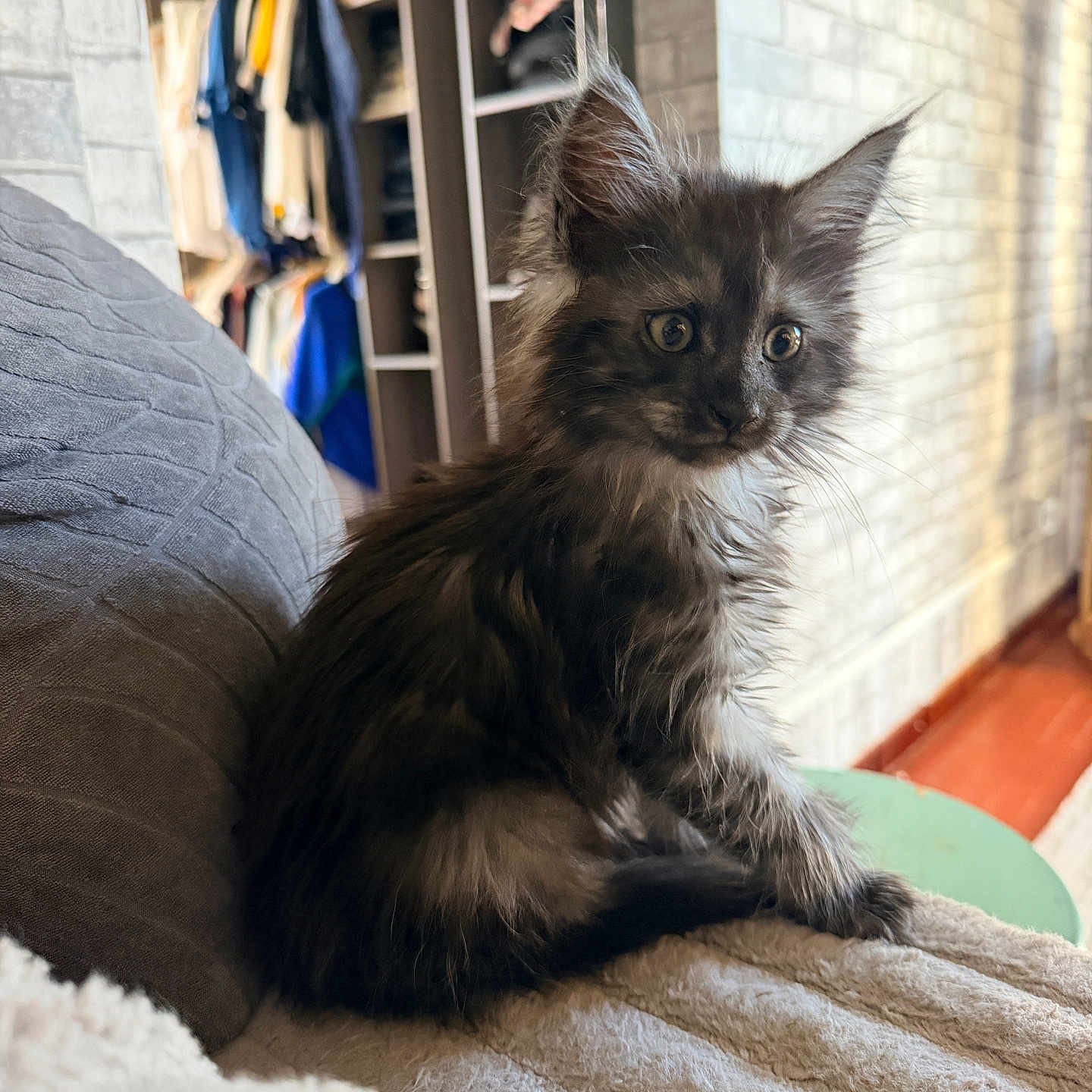 Blu participe au concours pour gagner de l'argent avec cette photo : cat, kitten, fluffy, long_hair, gray_fur, black_fur, pet, animal, sitting, blanket, couch, indoor, home, bedroom, wardrobe, brick_wall, sunlight, portrait, cute, whiskers