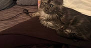 Blu participe au concours pour gagner de l'argent avec cette photo : cat, kitten, gray_cat, fluffy, longhaired, pet, animal, indoors, couch, blanket, cushion, person, portrait, sitting, lying_down, whiskers, ears, eyes, smartphone, home