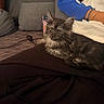 cat, kitten, gray_cat, fluffy, longhaired, pet, animal, indoors, couch, blanket, cushion, person, portrait, sitting, lying_down, whiskers, ears, eyes, smartphone, home