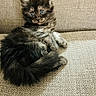 Blu participe au concours pour gagner de l'argent avec cette photo : kitten, cat, fluffy, long_hair, brown, black, white, blue_eyes, face, whiskers, ears, fur, sitting, lounging, couch, upholstery, woven_texture, indoor, portrait, cute