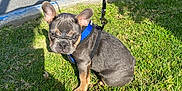Blu is registered to the contest to win money with this photo: dog, puppy, french_bulldog, grass, outdoor, leash, harness, sunlight, shadow, curb, pet, animal, cute, small_dog, sitting, looking, ears, face, nature, daytime