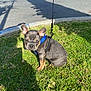 dog, puppy, french_bulldog, grass, outdoor, leash, harness, sunlight, shadow, curb, pet, animal, cute, small_dog, sitting, looking, ears, face, nature, daytime