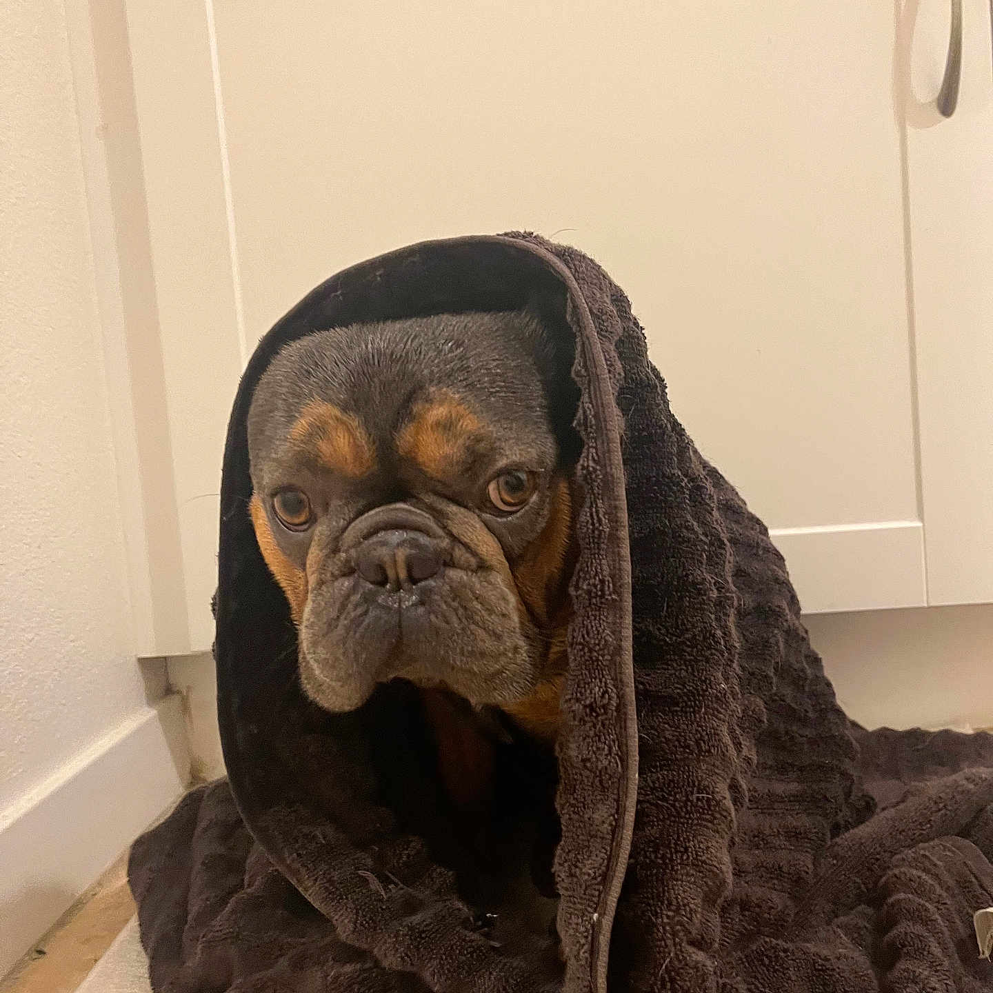 Blu joined the competition — help win amazing prizes! animal, bathroom, brown_towel, bulldog, cabinet, curious, cute, dog, expression, face, floor, fur, head, indoor, looking, pet, portrait, resting, towel, wrapped