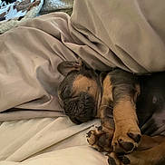 Blu is registered to the contest to win money with this photo: puppy, dog, sleeping, bed, blanket, cozy, paw, fur, cute, resting, indoors, animal, pet, young, canine, relaxation, snuggle, comfort, nap, domestic