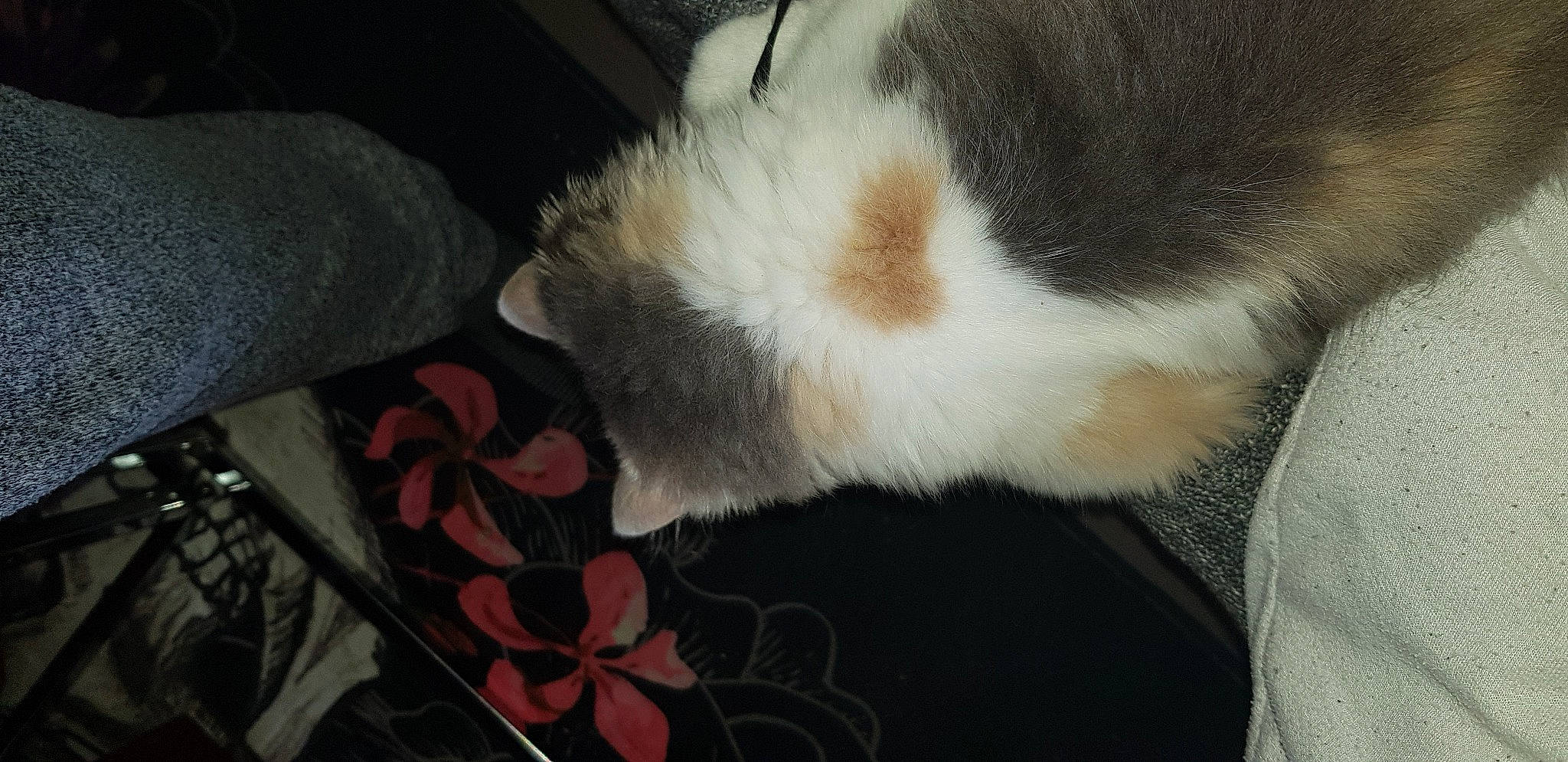 Wendy participe au concours pour gagner de l'argent avec cette photo : carnivore, cat, claw, ear, felidae, fur, nap, paw, small_to_medium_sized_cats, snout, tail, whiskers