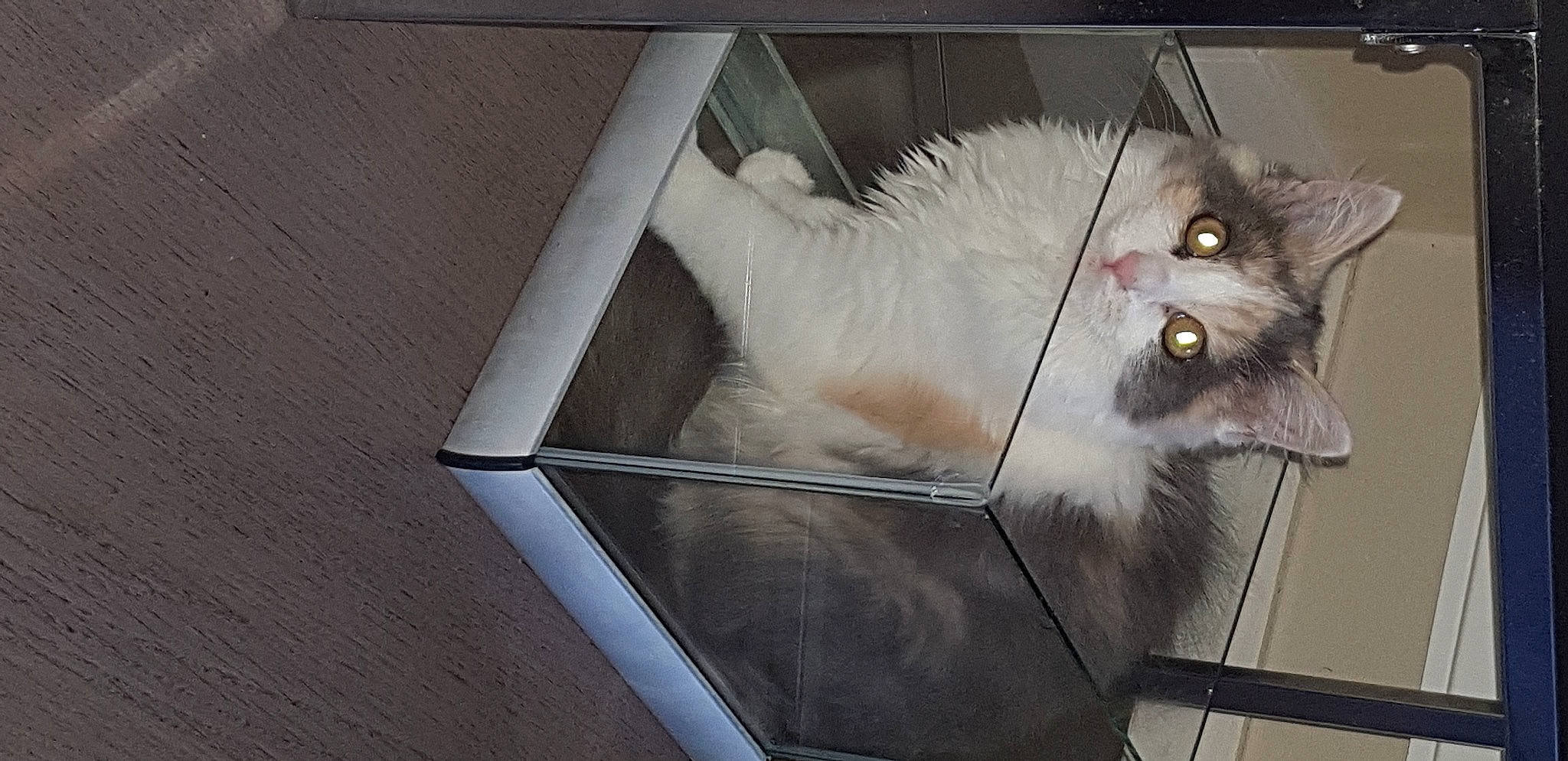 Wendy a rejoint le concours — aidez-le/la à gagner de superbes lots ! asian_semi_longhair, balinese, carnivore, cat, domestic_long_haired_cat, felidae, kitten, ragamuffin, ragdoll, small_to_medium_sized_cats, tail, turkish_van, whiskers