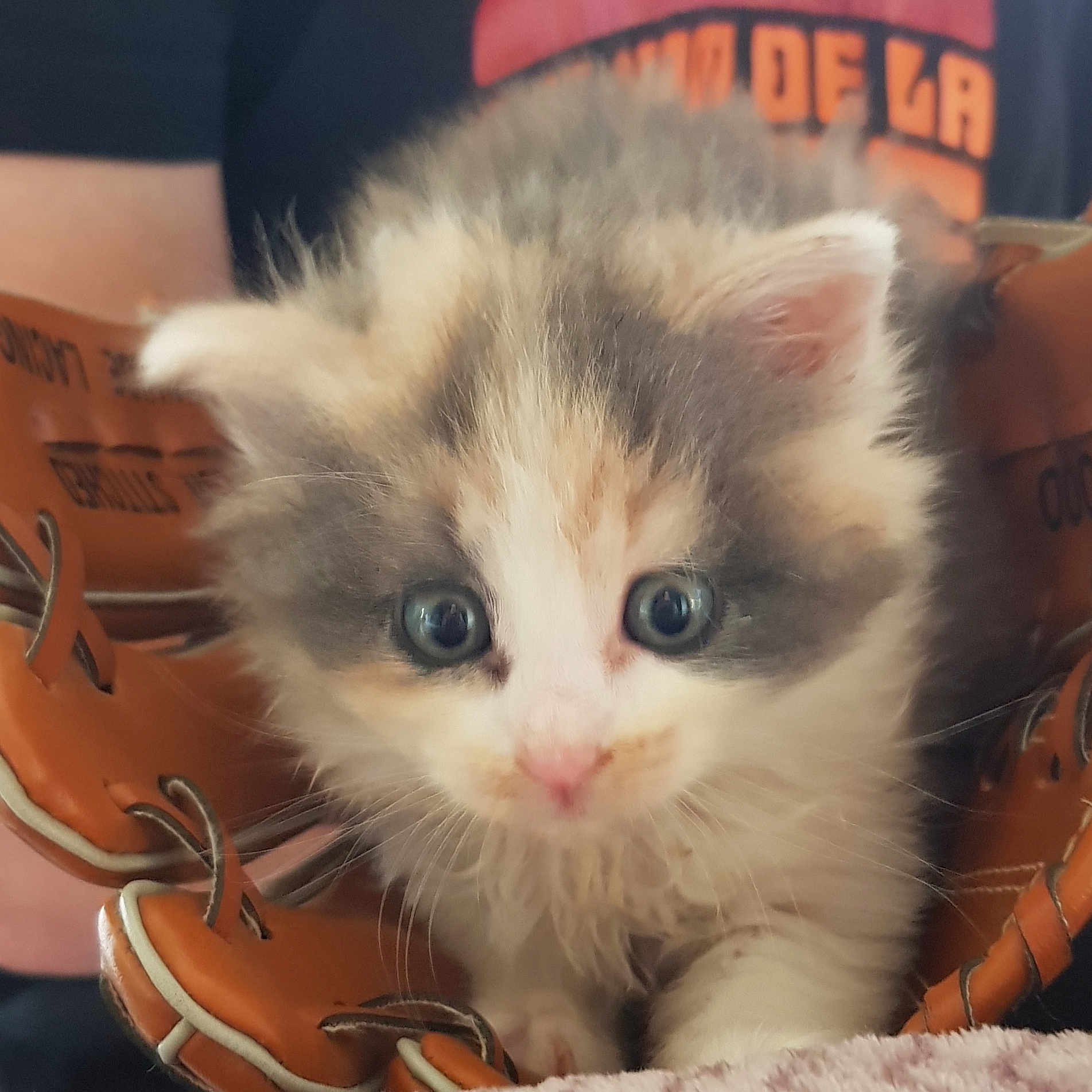 Wendy participe au concours pour gagner de l'argent avec cette photo : american_curl, asian, british_semi_longhair, carnivore, cat, claw, domestic_long_haired_cat, domestic_short_haired_cat, eye, fawn, felidae, iris, kitten, mammal, munchkin, polydactyl_cat, ragamuffin, small_to_medium_sized_cats, snout, whiskers