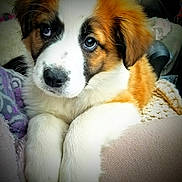 Sophie joined the competition — help win amazing prizes! puppy, dog, brown, white, fluffy, cute, pet, animal, portrait, closeup, paws, soft, cozy, blanket, indoors, young, fur, face, ears, relaxed