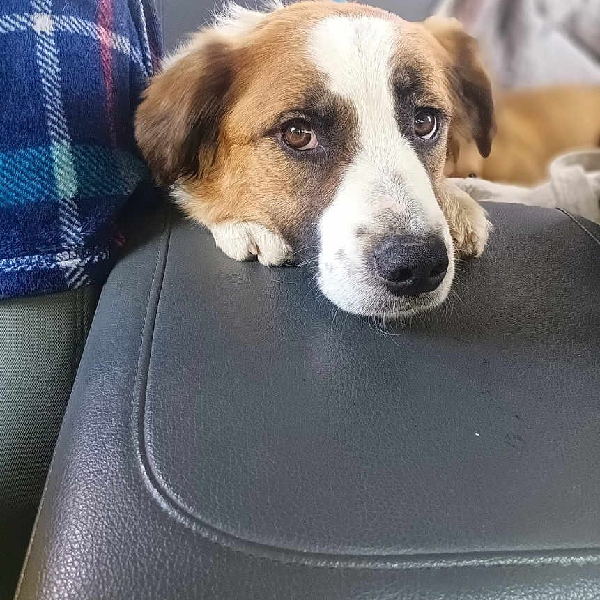 Sophie