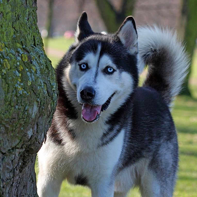Shadow a rejoint le concours — aidez-le/la à gagner de superbes lots ! animal, blue_eyes, canine, daytime, dog, fur, grass, happy, husky, muzzle, nature, outdoor, park, pet, portrait, sunlight, tail, tongue, tree, walking