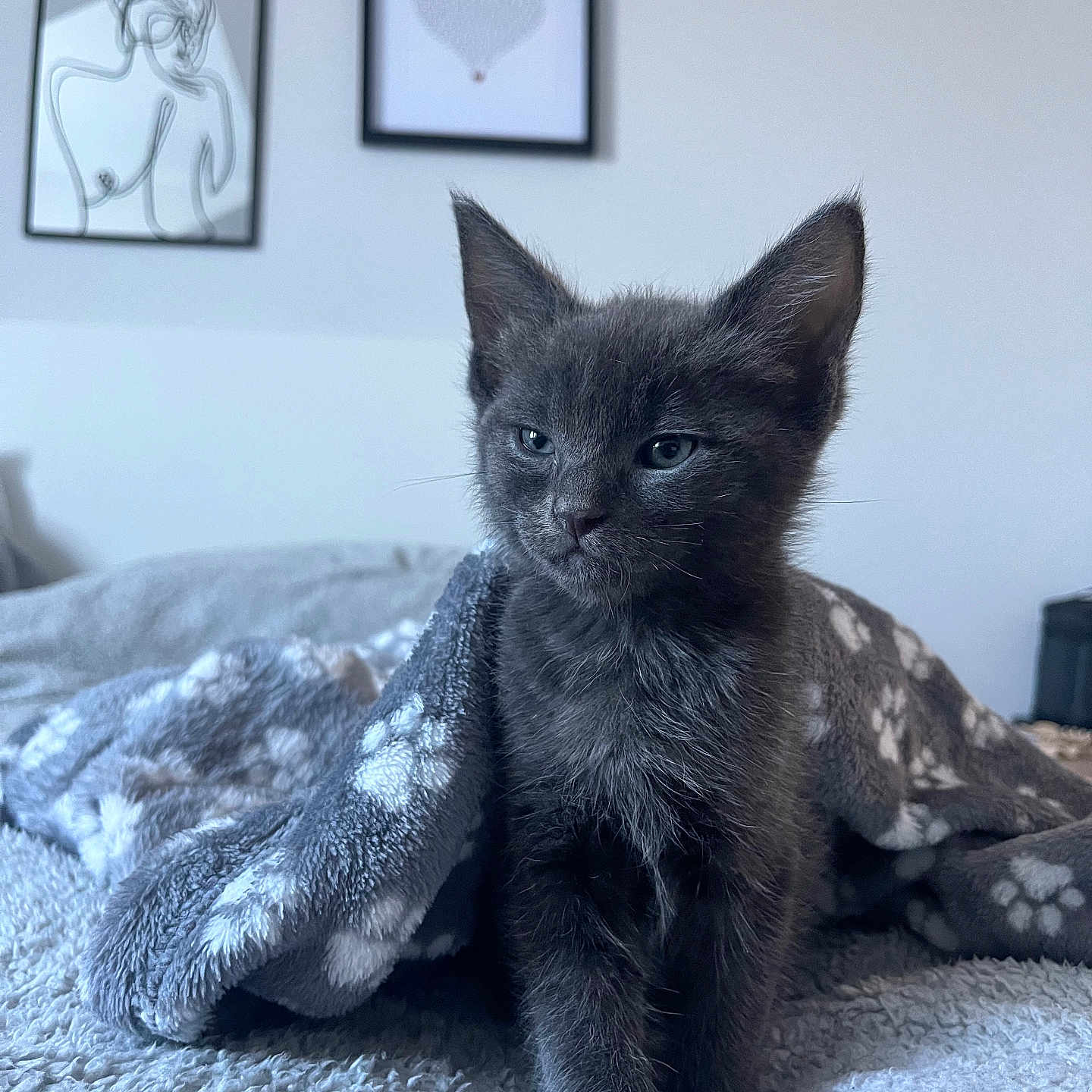 Aceyboy is registered to the contest to win money with this photo: animal, bed, blanket, cozy, cute, ears, fur, furniture, gray_cat, home_decor, indoor, kitten, minimalist, pet, portrait, soft_light, texture, throw, wall_art, whiskers