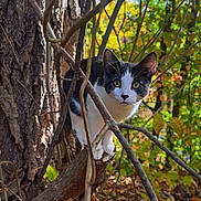 Littlest joined the competition — help win amazing prizes! cat, animal, forest, tree, branch, leaves, autumn, nature, wildlife, outdoor, curious, black_and_white, pet, feline, eyes, twigs, woodland, fall, mammal, daylight