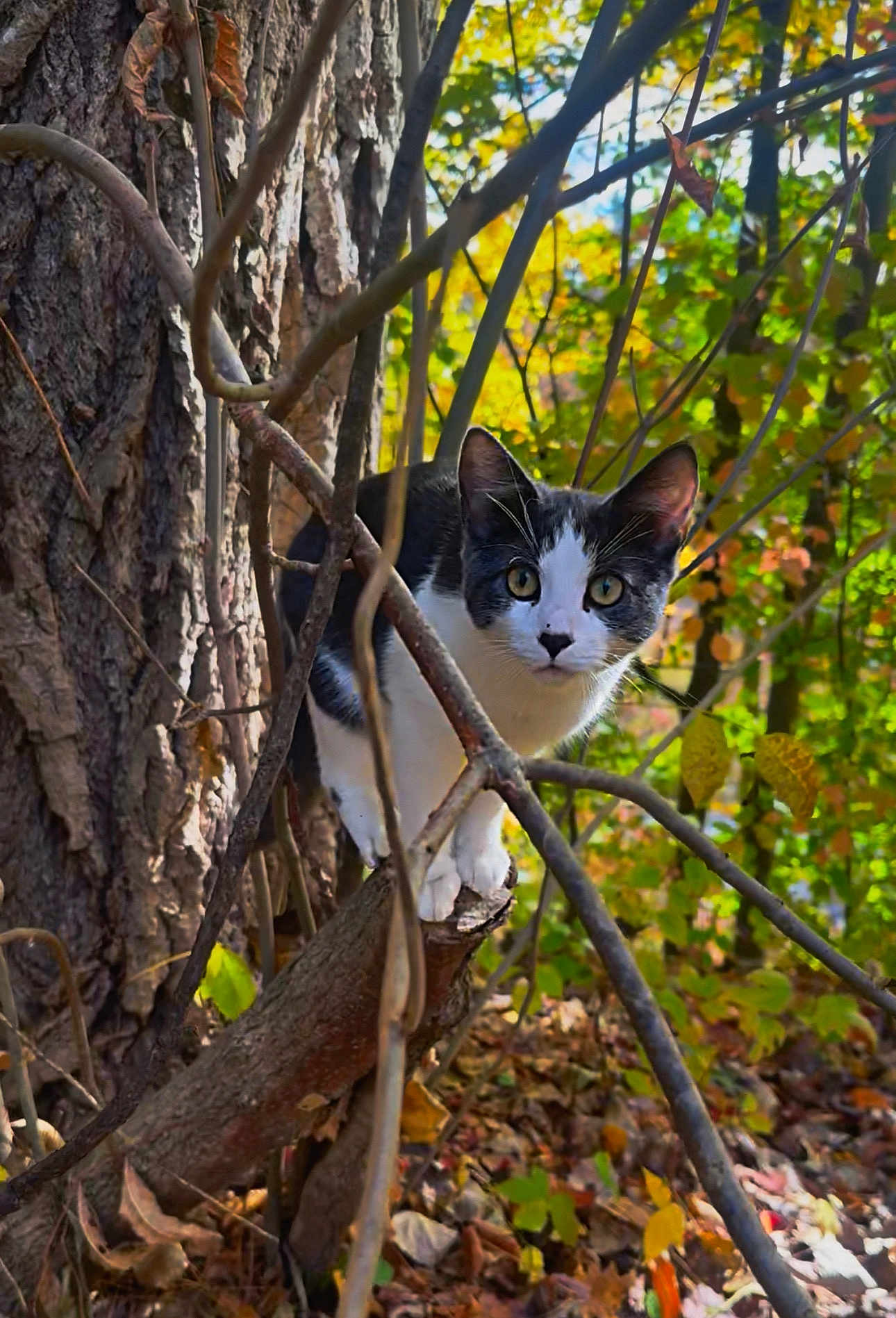 Littlest joined the competition — help win amazing prizes! cat, animal, forest, tree, branch, leaves, autumn, nature, wildlife, outdoor, curious, black_and_white, pet, feline, eyes, twigs, woodland, fall, mammal, daylight