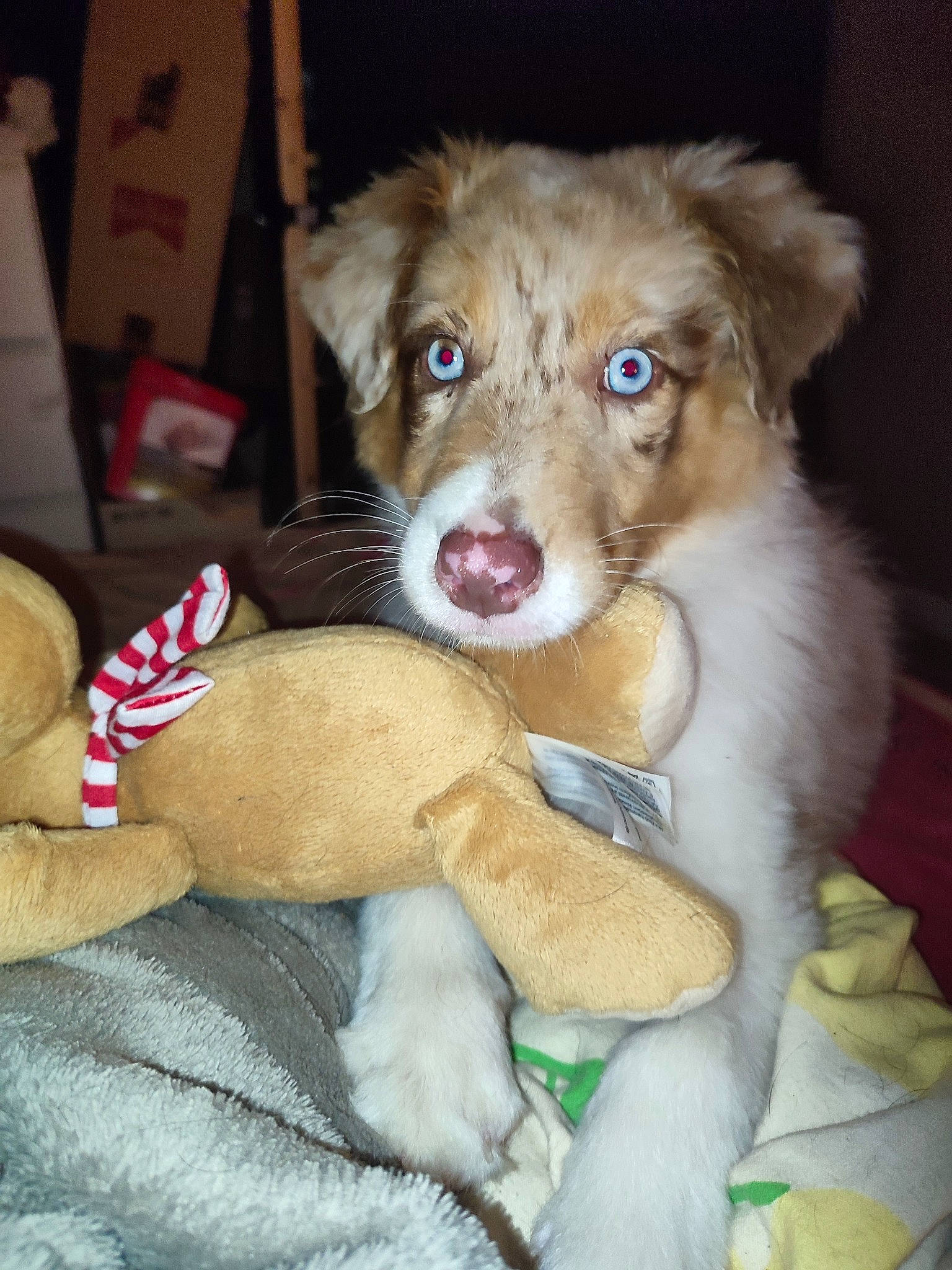 Ganache a rejoint le concours — aidez-le/la à gagner de superbes lots ! ball, canidae, carnivore, companion_dog, dog, dog_breed, fawn, fur, liver, paw, snout, sporting_group, terrestrial_animal, whiskers, working_animal, working_dog