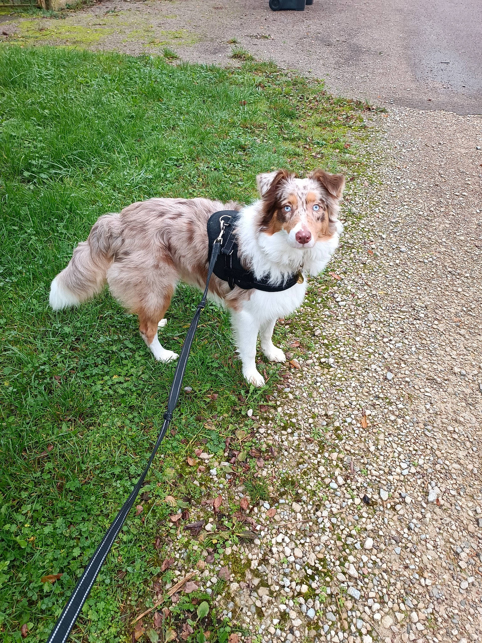 Ganache a rejoint le concours — aidez-le/la à gagner de superbes lots ! asphalt, carnivore, companion_dog, dog, dog_breed, fawn, felidae, fur, grass, groundcover, herding_dog, lawn, liver, plant, road_surface, sidewalk, sporting_group, tail, toy_dog, whiskers