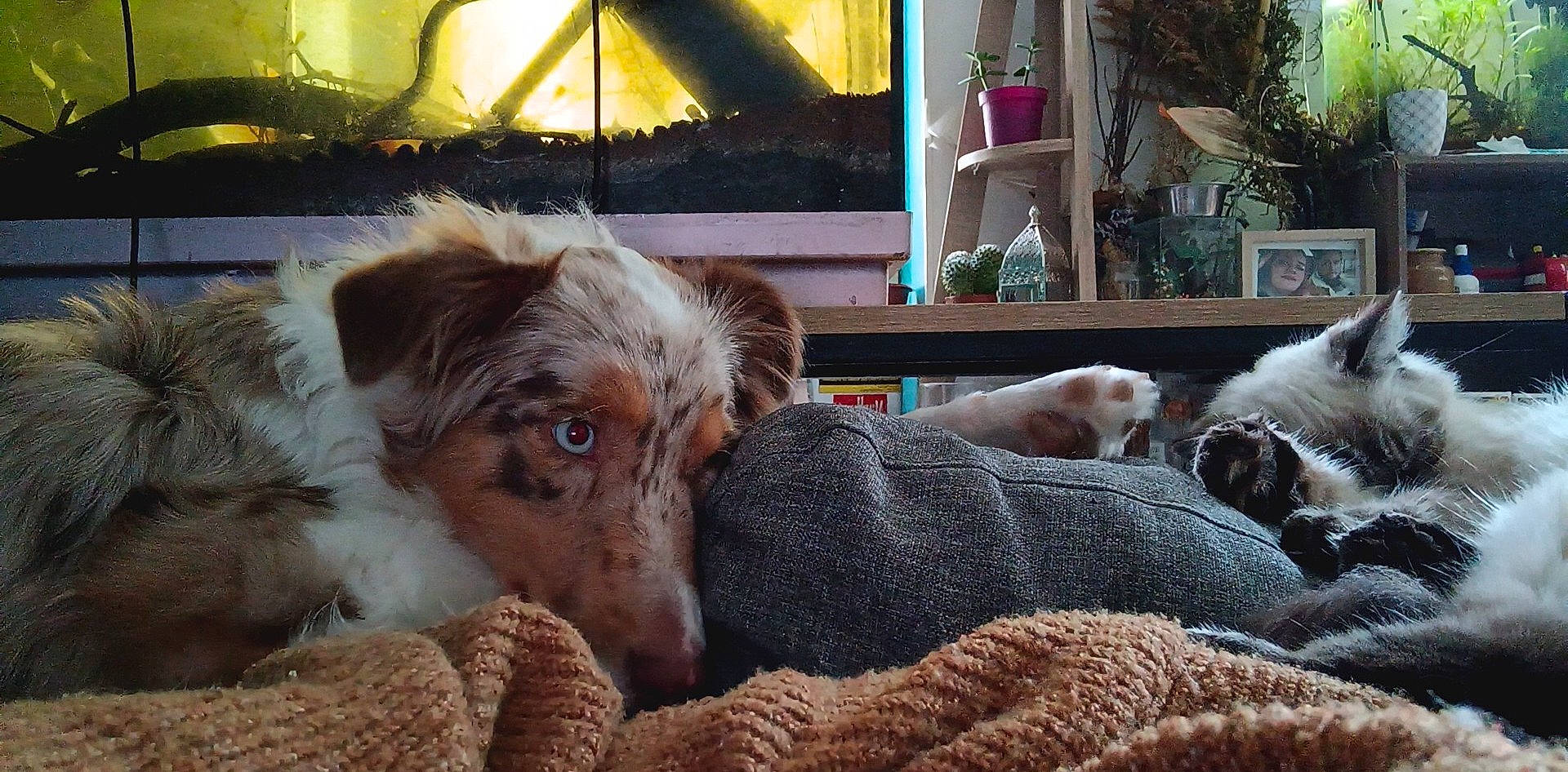 Ganache a rejoint le concours — aidez-le/la à gagner de superbes lots ! canidae, carnivore, comfort, companion_dog, dog, dog_breed, fawn, fur, houseplant, linens, liver, nap, plant, room, snout, sporting_group, terrestrial_animal, whiskers, wood, working_animal