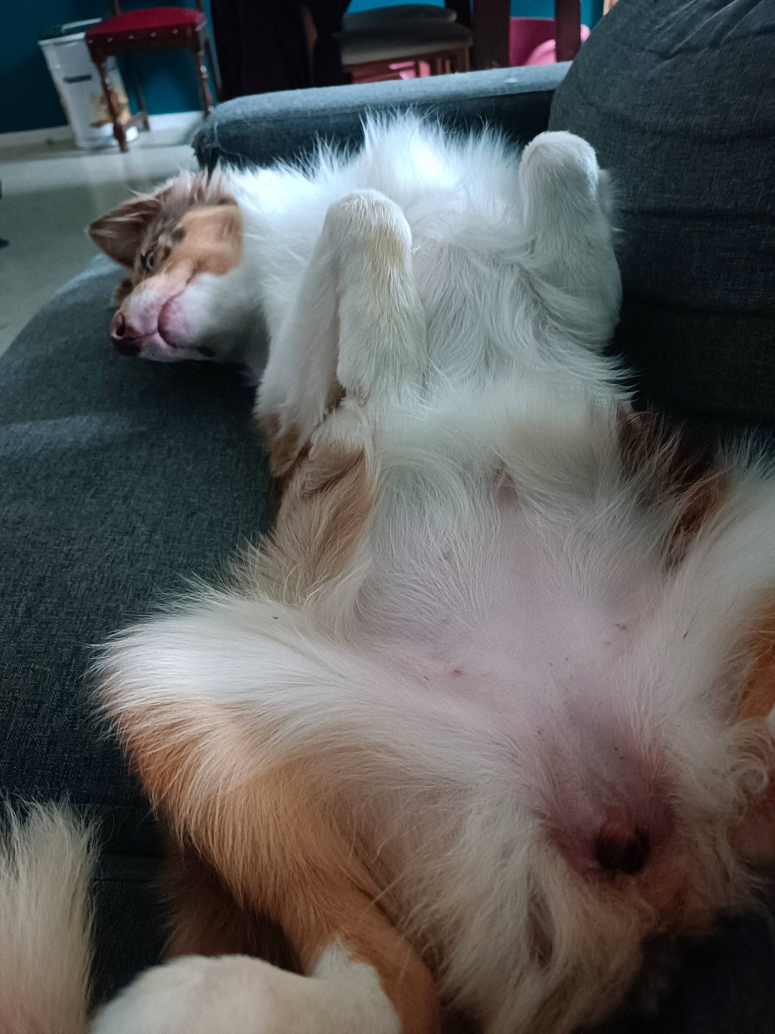 Ganache a rejoint le concours — aidez-le/la à gagner de superbes lots ! canidae, carnivore, cat, claw, comfort, companion_dog, dog_breed, domestic_short_haired_cat, fawn, felidae, fur, nap, paw, sleep, small_to_medium_sized_cats, snout, tail, terrestrial_animal, whiskers, white