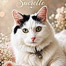 cat, white_cat, green_eyes, black_markings, fluffy_fur, flower, pink_rose, baby_breath, collar, bell, portrait, closeup, soft_lighting, indoor, pet, cute, animal, feline, still_life, text_overlay