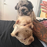 Tracker joined the competition — help win amazing prizes! puppy, dog, stacked_puppies, sleepy, cute, tattooed_hand, black_blanket, indoor, furry, small, adorable, pet, animal, face, snout, ears, closeup, resting, pile, soft_fur