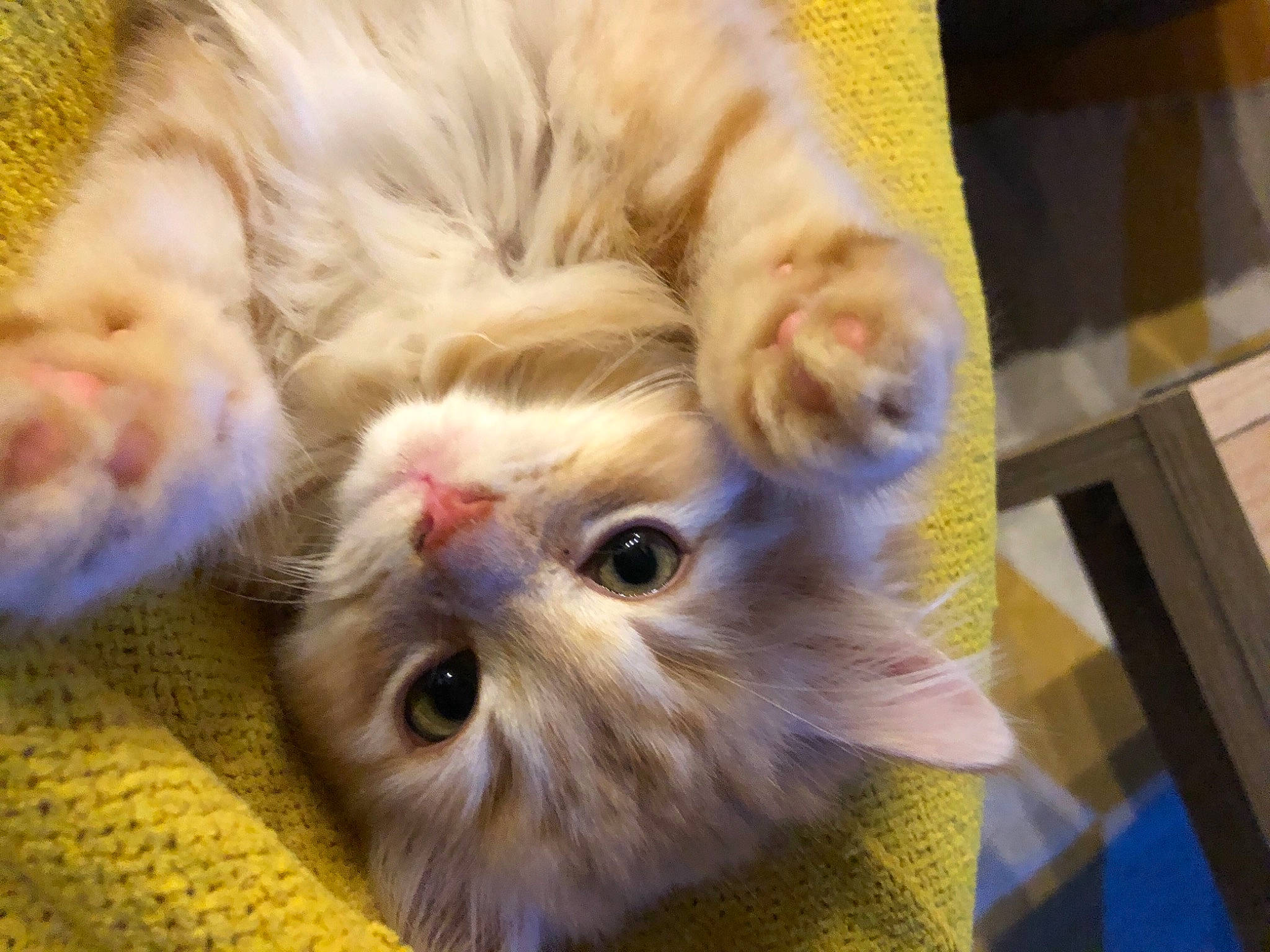 Roucky participe au concours pour gagner de l'argent avec cette photo : american_curl, asian, british_semi_longhair, carnivore, cat, domestic_long_haired_cat, eye, fawn, felidae, fur, kitten, mammal, munchkin, napoleon_cat, norwegian_forest_cat, persian, ragamuffin, small_to_medium_sized_cats, snout, whiskers