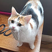 Cali joined the competition — help win amazing prizes! cat, calico_cat, pet, animal, wooden_table, indoor, curious, green_eyes, fur, whiskers, ears, floor, domestic_cat, looking_up, cute, feline, household, closeup, tabby, mammal