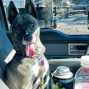 Faith is registered to the contest to win money with this photo: beverage_bottle, car_interior, dashboard, daytime, dog, dog_collar, energy_drink, glass_window, happy, leash, outdoor_view, pet, reflection, seat, seatbelt, sunlight, tongue_out, trees, vehicle, window
