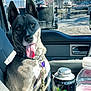 beverage_bottle, car_interior, dashboard, daytime, dog, dog_collar, energy_drink, glass_window, happy, leash, outdoor_view, pet, reflection, seat, seatbelt, sunlight, tongue_out, trees, vehicle, window