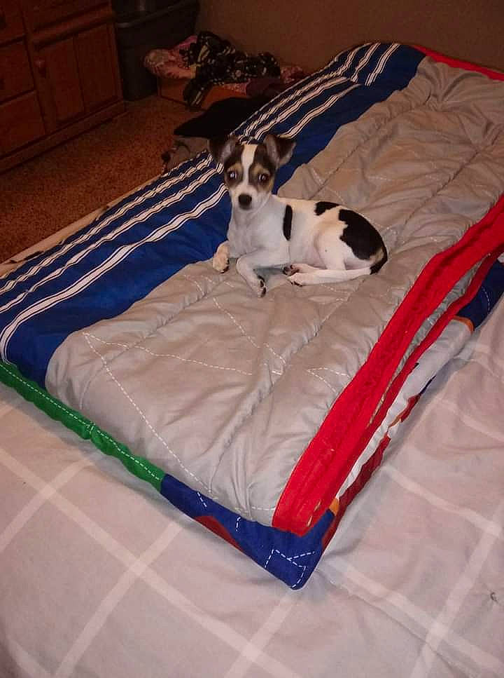 Heidi joined the competition — help win amazing prizes! bed, canidae, carnivore, comfort, companion_dog, couch, dog, dog_breed, dog_supply, fawn, felidae, flooring, hardwood, linens, pet_supply, room, small_to_medium_sized_cats, sporting_group, tail, wood