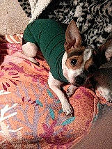 Heidi joined the competition — help win amazing prizes! art, canidae, carnivore, comfort, companion_dog, corgi_chihuahua, dog, dog_breed, fawn, fur, magenta, non_sporting_group, pattern, paw, sporting_group, tail, toy_dog, visual_arts, whiskers, working_animal