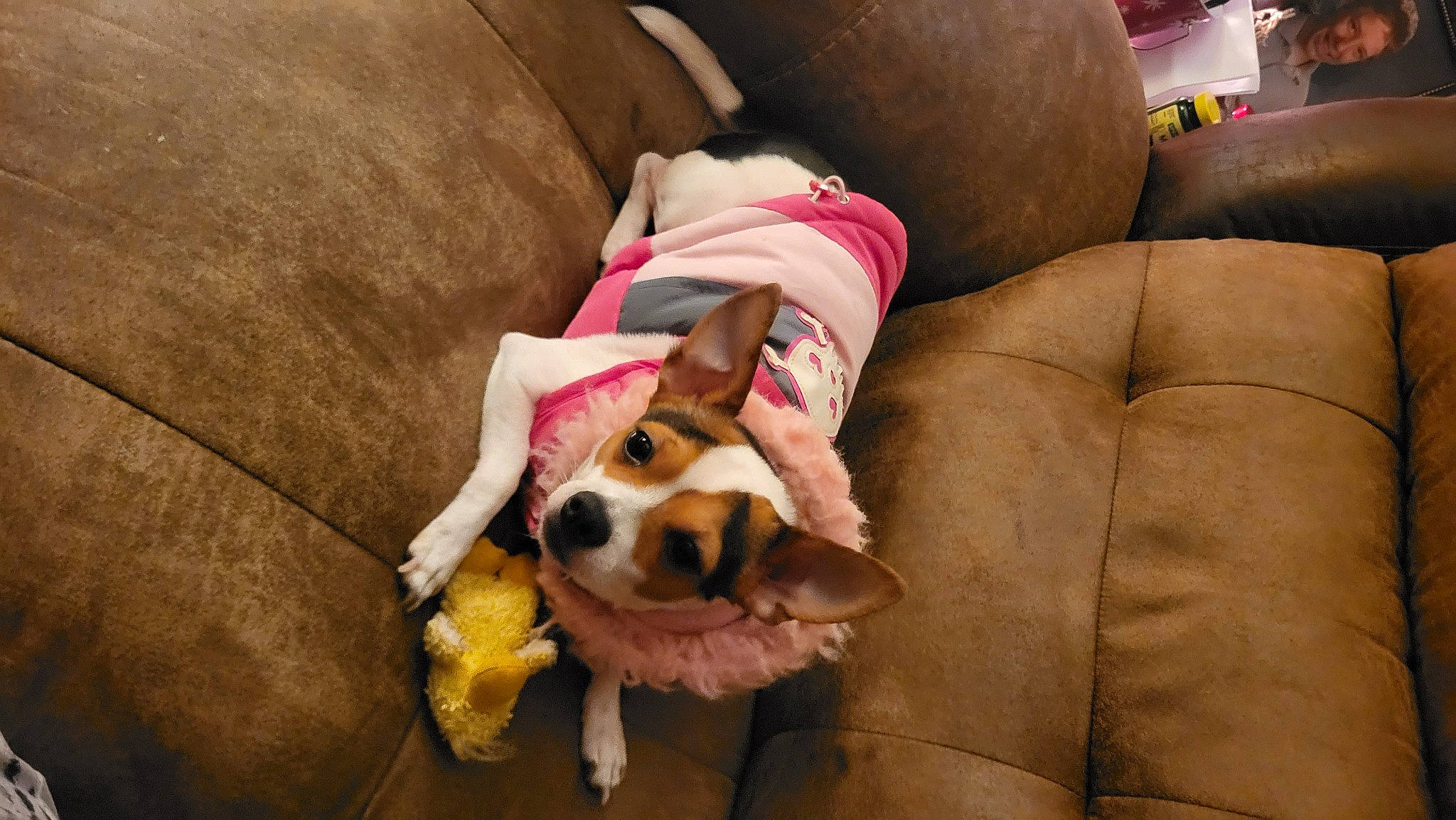 Heidi joined the competition — help win amazing prizes! canidae, carnivore, comfort, companion_dog, couch, dog, dog_breed, dog_supply, fawn, flooring, fur, linens, nap, paw, pet_supply, room, sporting_group, throw_pillow, toy_dog, working_animal