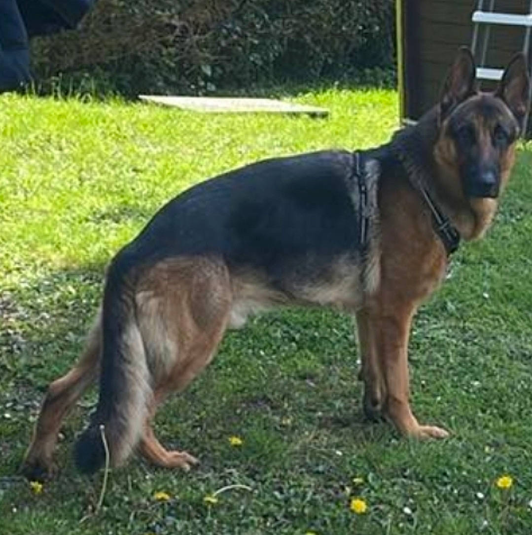 Taïko a rejoint le concours — aidez-le/la à gagner de superbes lots ! canidae, carnivore, collar, companion_dog, dog, dog_breed, dog_collar, fawn, grass, herding_dog, plant, snout, sporting_group, tail, terrestrial_animal, working_animal, working_dog