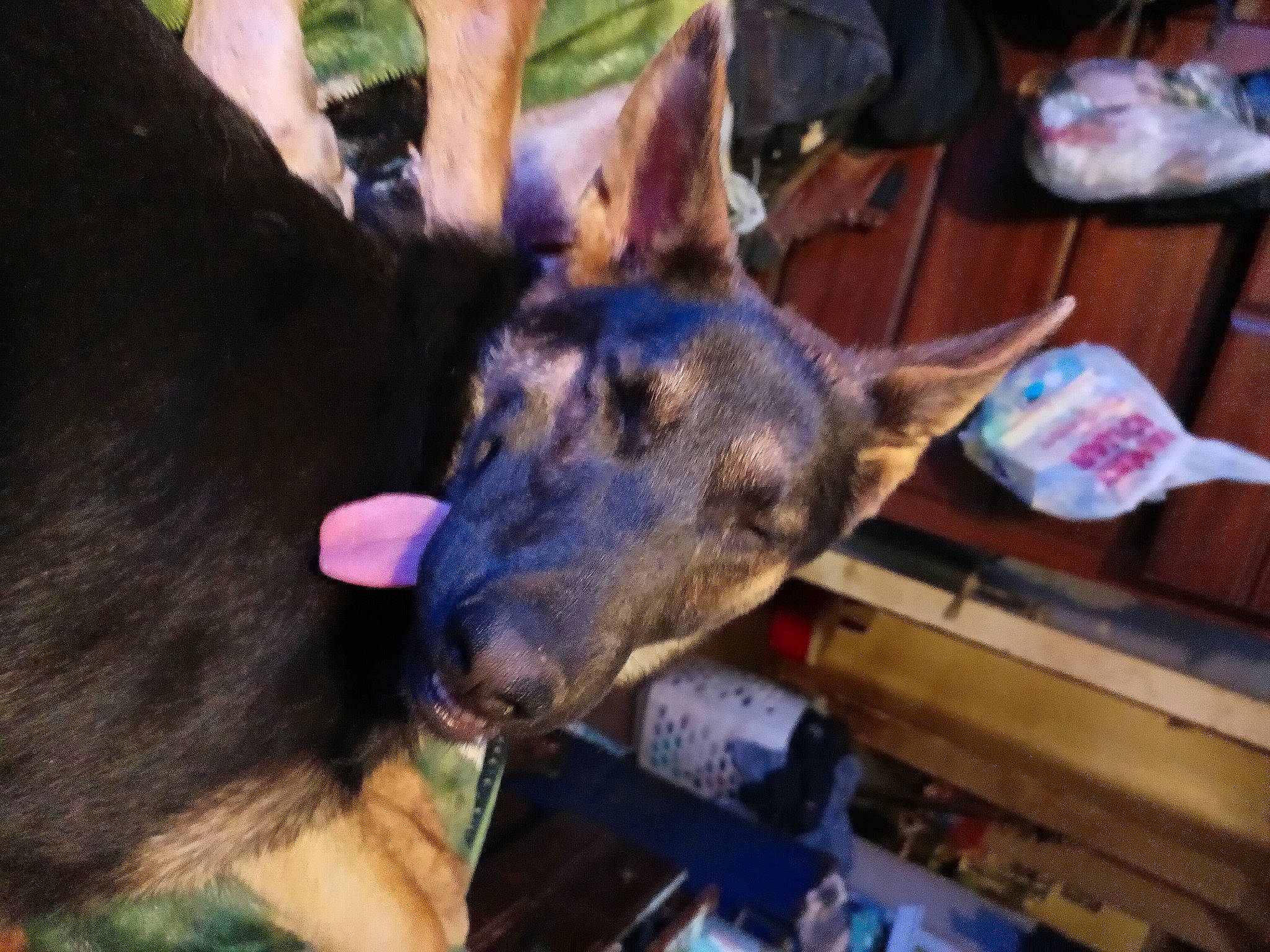 Gismo is registered to the contest to win money with this photo: canidae, carnivore, dog_breed, ear, fawn, fur, jaw, natural_material, snout, terrestrial_animal, wallaby, wildlife, working_animal