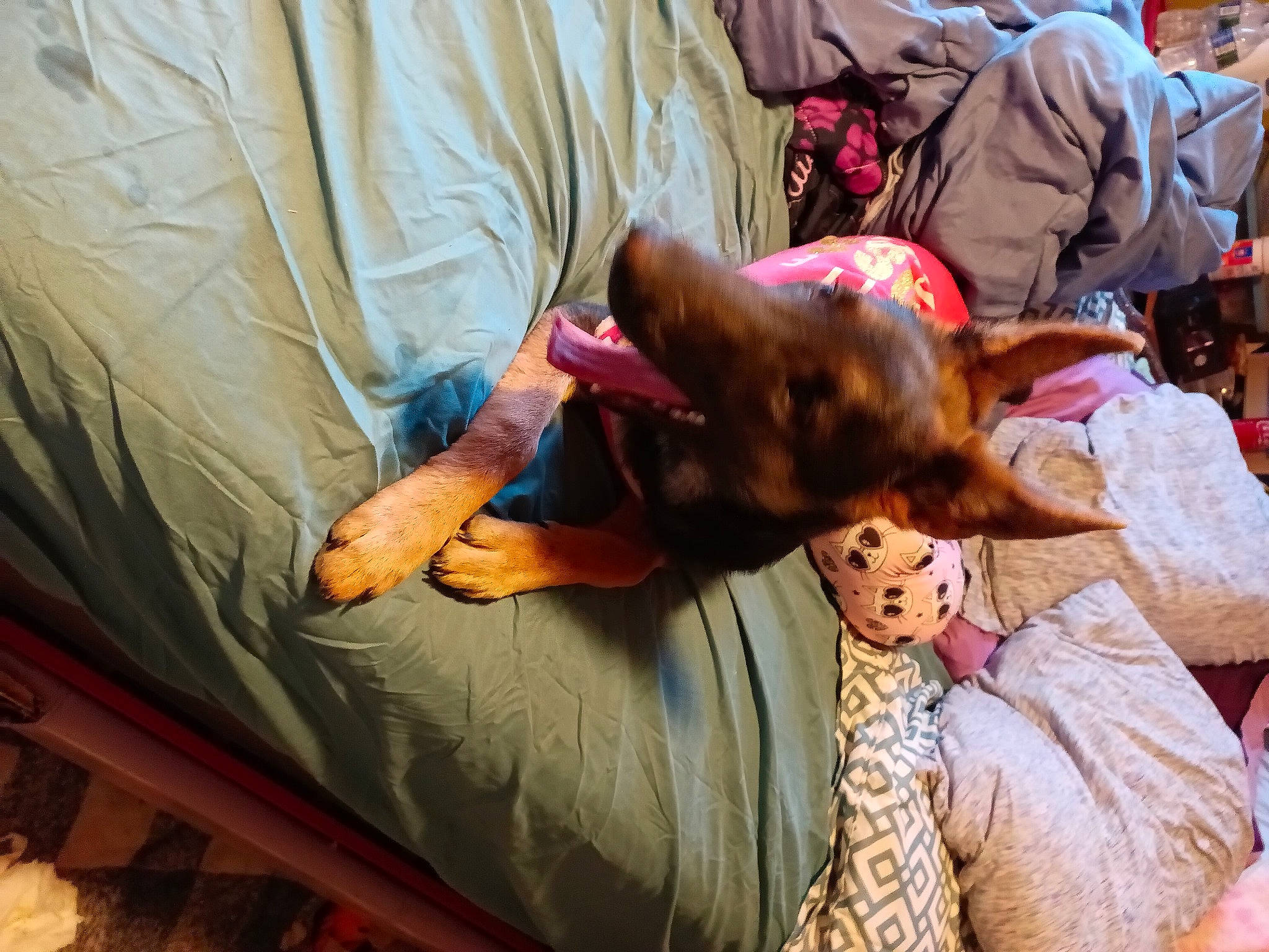 Gismo is registered to the contest to win money with this photo: bed, canidae, carnivore, child, comfort, companion_dog, dog, dog_breed, fawn, felidae, fun, fur, guard_dog, happy, lap, linens, nap, room, sitting, sporting_group