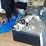 Cookies participe au concours pour gagner de l'argent avec cette photo : bed, blanket, casual, cat, clothing, domestic, dresser, fabric, floor, furniture, home, indoor, messy, pet, pillow, resting, room, sleeping, textile, wood_floor