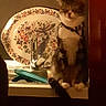 animal, cat, collar, counter, decorative_plate, domestic, feline, household, indoor, kitchen, pet, plate, quiet, relaxed, resting, sink, still_life, tableware, tap, warm_lighting