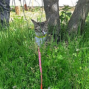 Cookies participe au concours pour gagner de l'argent avec cette photo : alert, animal, cat, crouching, dandelion, exploration, eyes, fur, garden, grass, greenery, harness, leash, nature, outdoors, pet, portrait, tabby, tree, wildflowers