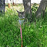 alert, animal, cat, crouching, dandelion, exploration, eyes, fur, garden, grass, greenery, harness, leash, nature, outdoors, pet, portrait, tabby, tree, wildflowers
