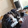 Cookies a rejoint le concours — aidez-le/la à gagner de superbes lots ! animal, cat, covering_face, cozy, cute, domestic, door, fan, floor, fur, home, indoor, patterned_surface, paw, pet_bowl, relaxed, resting, sleeping, tabby, tabby_cat