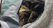 Cookies participe au concours pour gagner de l'argent avec cette photo : animal, bed, bedding, blanket, cat, cozy, curled_up, cute, furry, home, indoor, nap, patterned_fabric, pet, portrait, relaxed, sleeping, soft, tabby, tortoiseshell