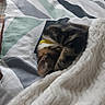 animal, bed, bedding, blanket, cat, cozy, curled_up, cute, furry, home, indoor, nap, patterned_fabric, pet, portrait, relaxed, sleeping, soft, tabby, tortoiseshell