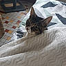 Cookies participe au concours pour gagner de l'argent avec cette photo : animal, bed, bedroom, blanket, cat, cozy, ears, eyes, face, fur, indoor, lying_down, pet, portrait, striped, tabby, tiled_floor, toy, whiskers, white_chest