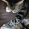 animal, cat, closeup, cozy, cute, domestic, feline, fur, indoor, mammal, nap, paws, pet, relaxed, resting, sleeping, soft, striped, tabby, whiskers