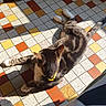 Cookies participe au concours pour gagner de l'argent avec cette photo : animal, cat, checkerboard_floor, close_up, cozy, floor, indoor, lying_down, pet, portrait, relaxed, shadow, striped_fur, sunbathing, sunlight, tabby, tail, whiskers, white_paws, yellow_collar