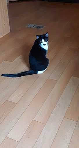 Mjay joined the competition — help win amazing prizes! building_material, carnivore, cat, dog_breed, domestic_short_haired_cat, felidae, floor, flooring, fur, hardwood, human_leg, laminate_flooring, road_surface, shadow, small_to_medium_sized_cats, tail, tile_flooring, whiskers, wood, wood_flooring